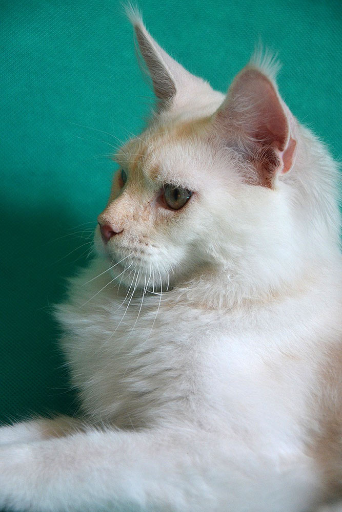 Питомник кошек мейн кун Bericoon & Soir de LuNa, Национальный  Чемпион 
NW (RU) SC FIFe & GICh WCF & QGCh TICA DECHADO Boy Lunar DVM 
Europe North Regional Show 2015 BEST CREAM SILVER SHADED MAINE COON OF THE YEAR 