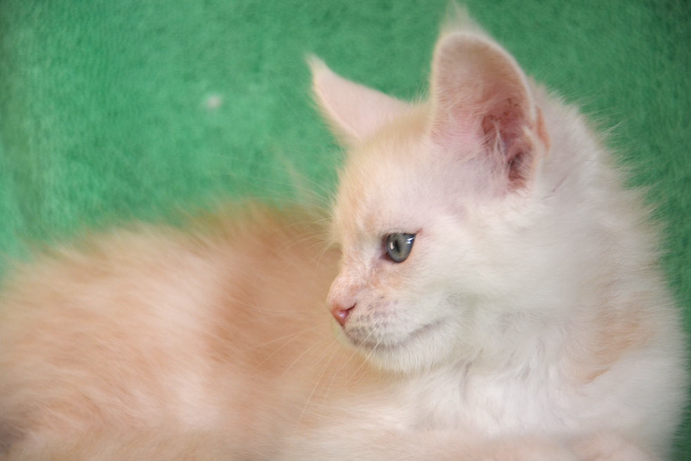 Питомник кошек мейн кун Bericoon & Soir de LuNa, Национальный  Чемпион 
NW (RU) SC FIFe & GICh WCF & QGCh TICA DECHADO Boy Lunar DVM 
Europe North Regional Show 2015 BEST CREAM SILVER SHADED MAINE COON OF THE YEAR 