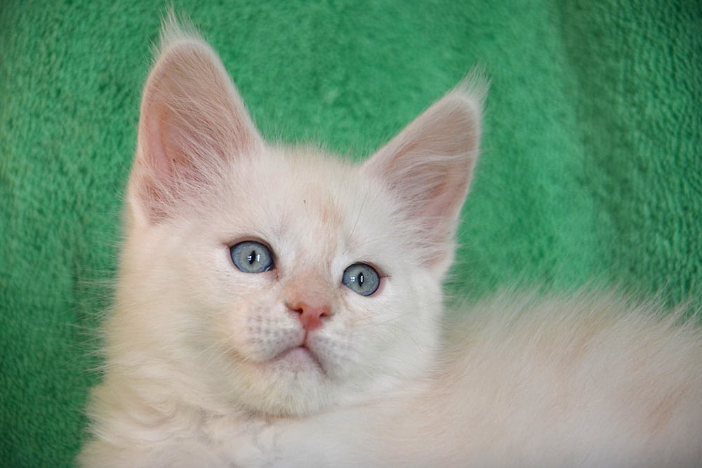 Питомник кошек мейн кун Bericoon & Soir de LuNa, Национальный  Чемпион 
NW (RU) SC FIFe & GICh WCF & QGCh TICA DECHADO Boy Lunar DVM 
Europe North Regional Show 2015 BEST CREAM SILVER SHADED MAINE COON OF THE YEAR 