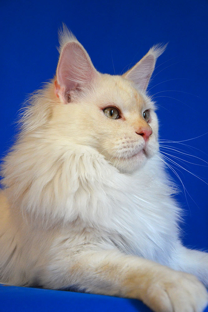 Питомник кошек мейн кун Bericoon & Soir de LuNa, Национальный  Чемпион 
NW (RU) SC FIFe & GICh WCF & QGCh TICA DECHADO Boy Lunar DVM 
Europe North Regional Show 2015 BEST CREAM SILVER SHADED MAINE COON OF THE YEAR 