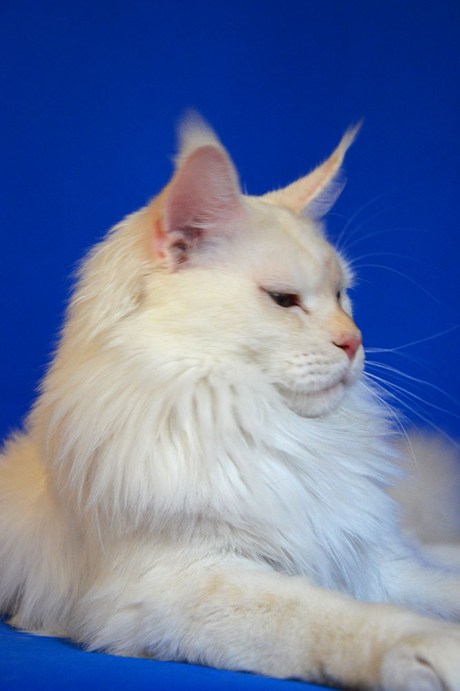 Питомник кошек мейн кун Bericoon & Soir de LuNa, Национальный  Чемпион 
NW (RU) SC FIFe & GICh WCF & QGCh TICA DECHADO Boy Lunar DVM 
Europe North Regional Show 2015 BEST CREAM SILVER SHADED MAINE COON OF THE YEAR 