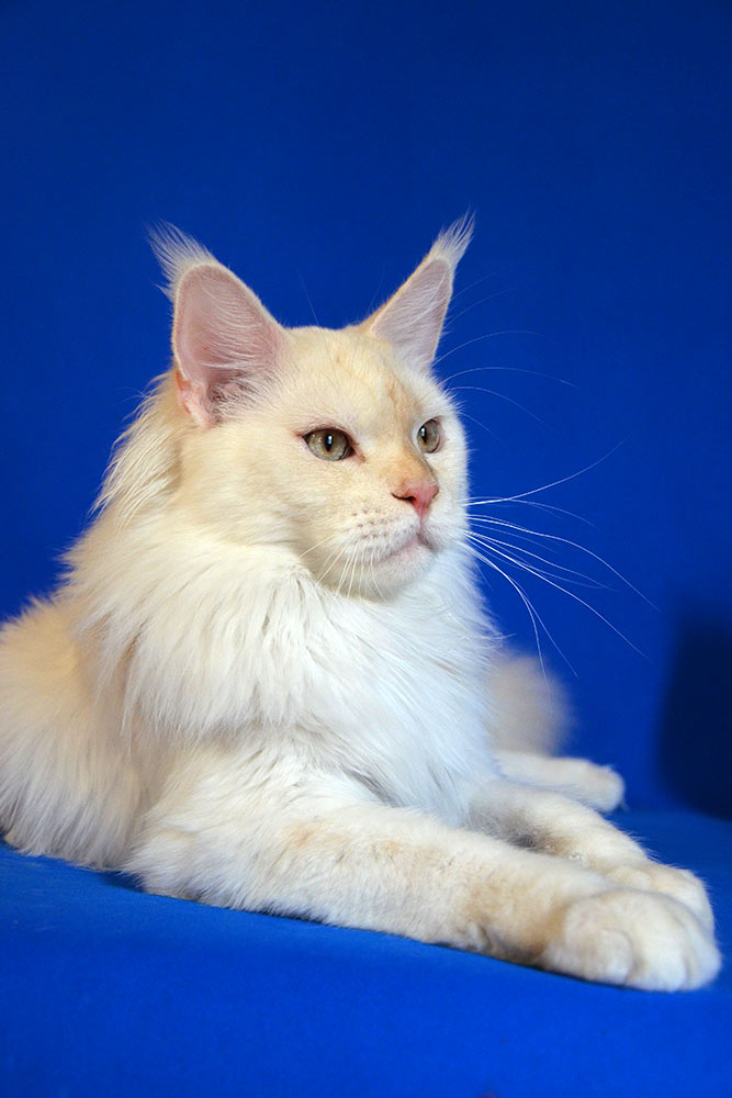 Питомник кошек мейн кун Bericoon & Soir de LuNa, Национальный  Чемпион 
NW (RU) SC FIFe & GICh WCF & QGCh TICA DECHADO Boy Lunar DVM 
Europe North Regional Show 2015 BEST CREAM SILVER SHADED MAINE COON OF THE YEAR 