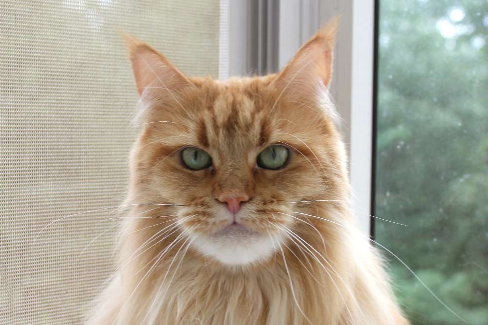 Питомник кошек мейн кун Bericoon & Soir de LuNa, кошка мейн кун Ch. Zlata-Marta BeRiCoon