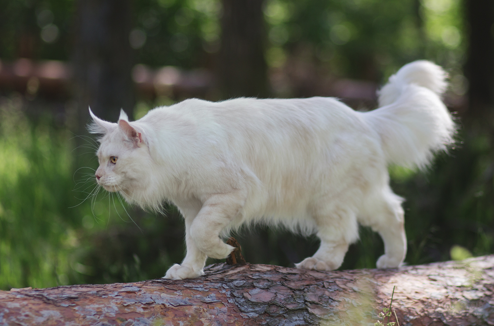Питомник кошек мейн кун Bericoon & Soir de LuNa, Котёнок мейн кун  Hearloom Och