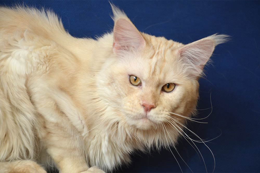 Питомник кошек мейн кун Bericoon & Soir de LuNa, Котёнок мейн кун  Hearloom Och