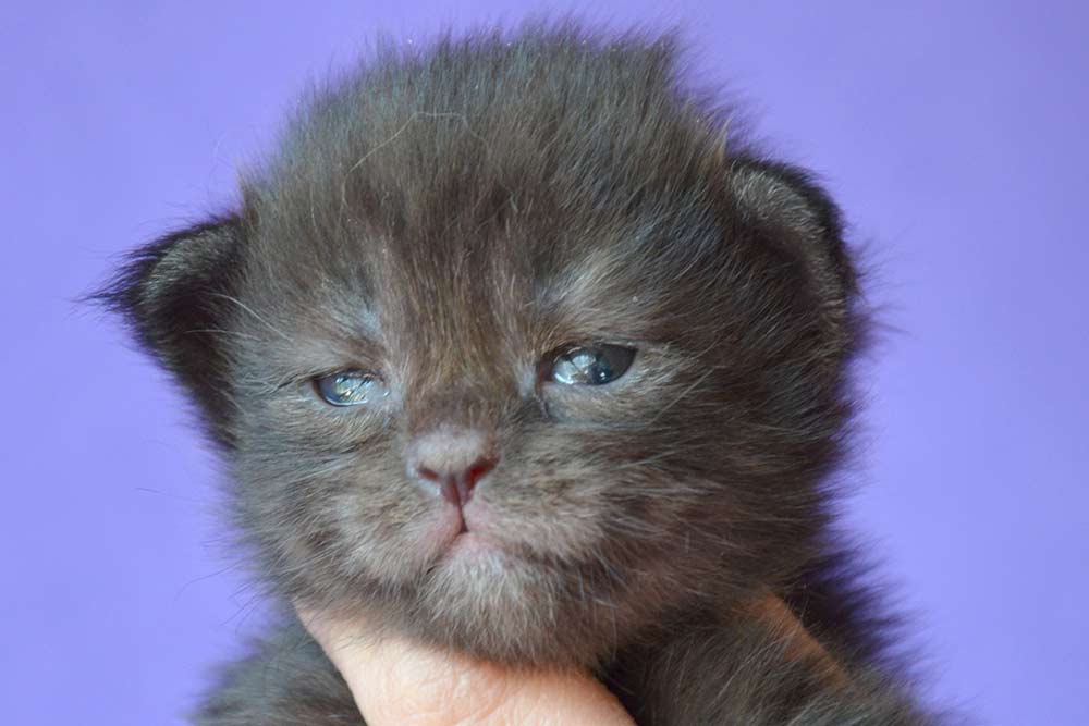 Питомник кошек мейн кун Bericoon & Soir de LuNa, Котёнок мейн кун ICh FiFe FLAMMISQUE'DuffNail мальчик