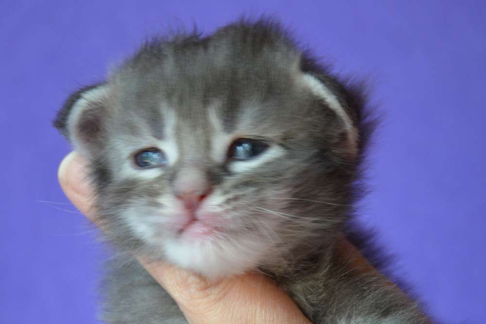 Питомник кошек мейн кун Bericoon & Soir de LuNa, Котёнок мейн кун FLAMMISQUE'JacobNail мальчик