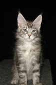    ,  Bericoon
