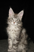    ,  Bericoon