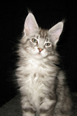    ,  Bericoon