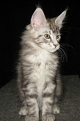    ,  Bericoon