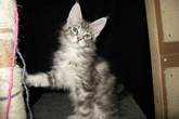    ,  Bericoon