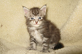   ,  Bericoon