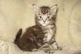   ,  Bericoon