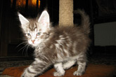    ,  Bericoon