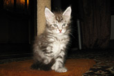    ,  Bericoon