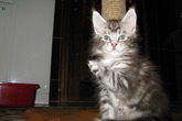    ,  Bericoon