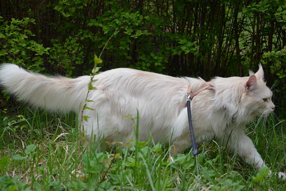 Питомник кошек мейн кун Bericoon & Soir de LuNa, Кот мейн кун Национальный  Чемпион NW(RU)11 SC FIFe GICh WCF & QGCH TICA BeRiCooN Zig SOIR DVM