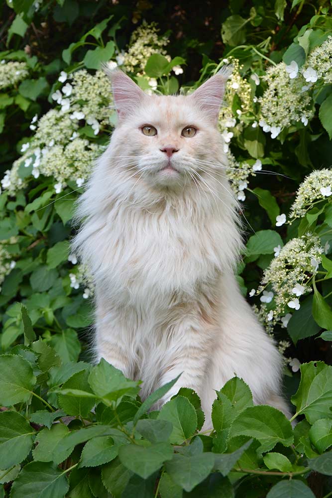 Питомник кошек мейн кун Bericoon & Soir de LuNa, Кот мейн кун Национальный  Чемпион NW(RU)11 SC FIFe GICh WCF & QGCH TICA BeRiCooN Zig SOIR DVM