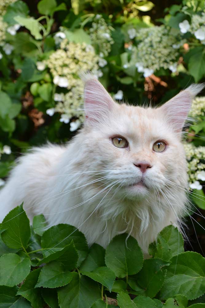 Питомник кошек мейн кун Bericoon & Soir de LuNa, Кот мейн кун Национальный  Чемпион NW(RU)11 SC FIFe GICh WCF & QGCH TICA BeRiCooN Zig SOIR DVM