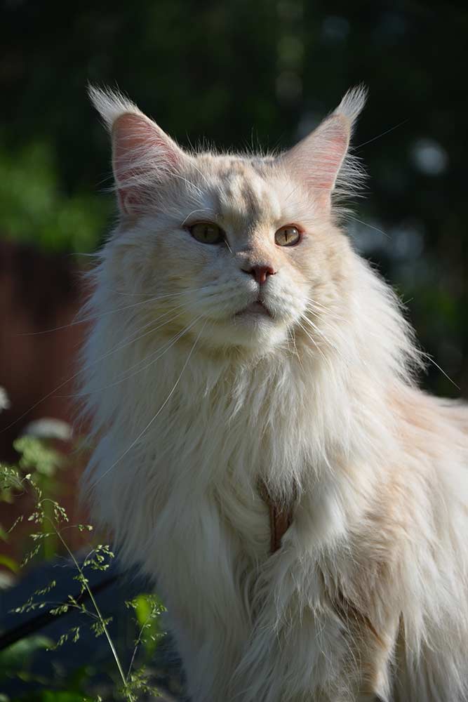 Питомник кошек мейн кун Bericoon & Soir de LuNa, Кот мейн кун Национальный  Чемпион NW(RU)11 SC FIFe GICh WCF & QGCH TICA BeRiCooN Zig SOIR DVM