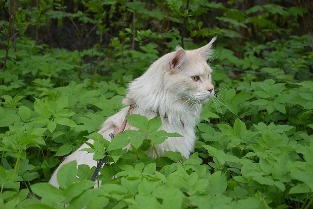 Питомник кошек мейн кун Bericoon & Soir de LuNa, Кот мейн кун Национальный  Чемпион NW(RU)11 SC FIFe GICh WCF & QGCH TICA BeRiCooN Zig SOIR DVM