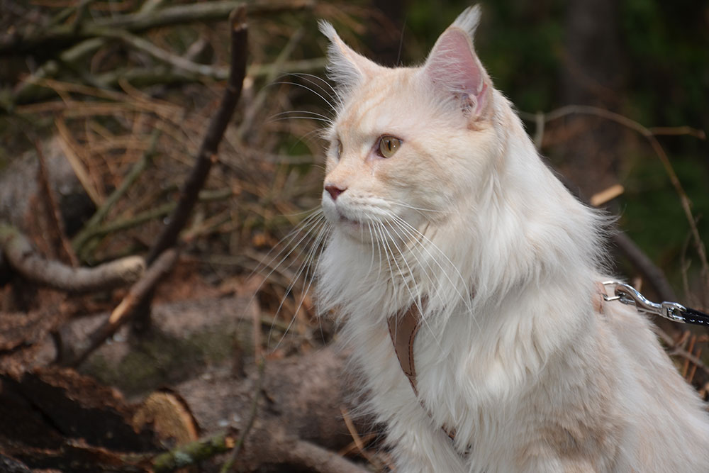 Питомник кошек мейн кун Bericoon & Soir de LuNa, Кот мейн кун Национальный  Чемпион NW(RU)11 SC FIFe GICh WCF & QGCH TICA BeRiCooN Zig SOIR DVM