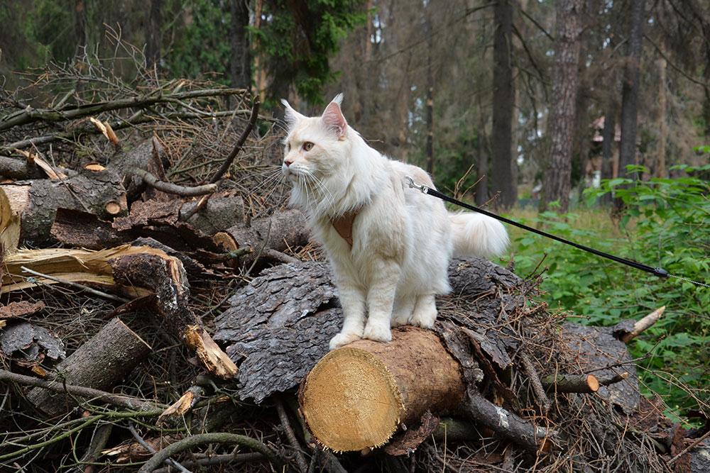 Питомник кошек мейн кун Bericoon & Soir de LuNa, Кот мейн кун Национальный  Чемпион NW(RU)11 SC FIFe GICh WCF & QGCH TICA BeRiCooN Zig SOIR DVM