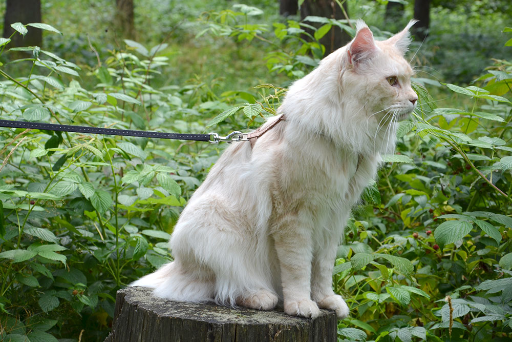 Питомник кошек мейн кун Bericoon & Soir de LuNa, Кот мейн кун Национальный  Чемпион NW(RU)11 SC FIFe GICh WCF & QGCH TICA BeRiCooN Zig SOIR DVM