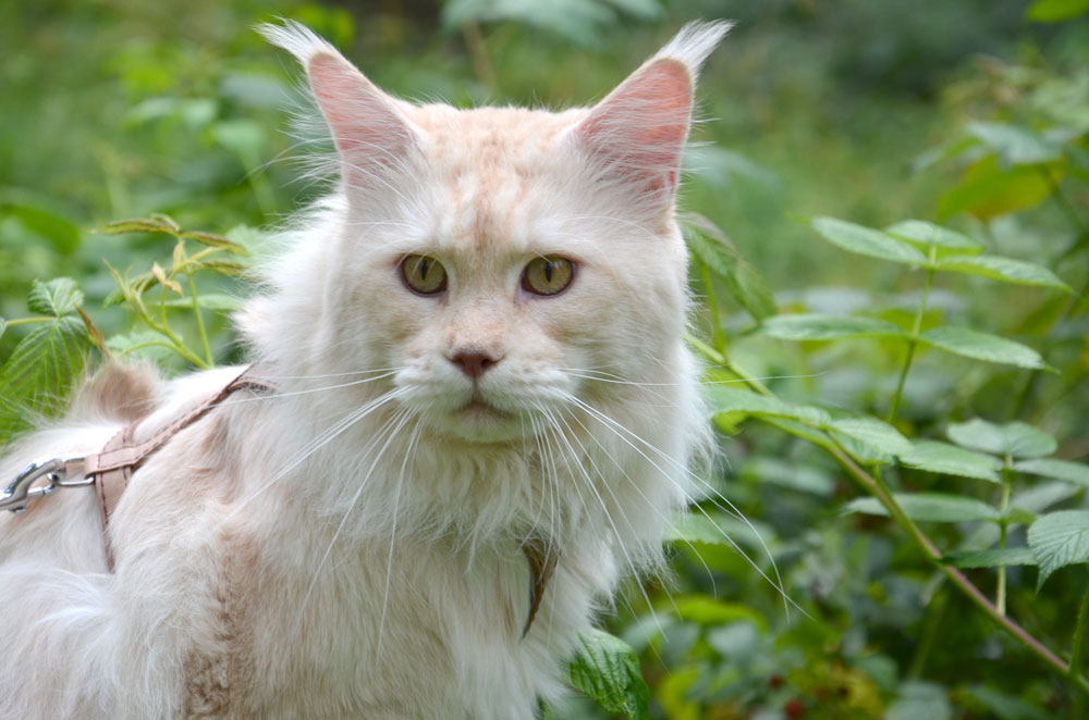 Питомник кошек мейн кун Bericoon & Soir de LuNa, Кот мейн кун Национальный  Чемпион NW(RU)11 SC FIFe GICh WCF & QGCH TICA BeRiCooN Zig SOIR DVM