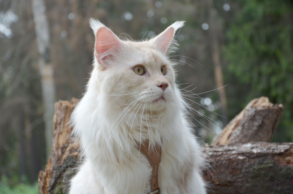 Питомник кошек мейн кун Bericoon & Soir de LuNa, Кот мейн кун Национальный  Чемпион NW(RU)11 SC FIFe GICh WCF & QGCH TICA BeRiCooN Zig SOIR DVM