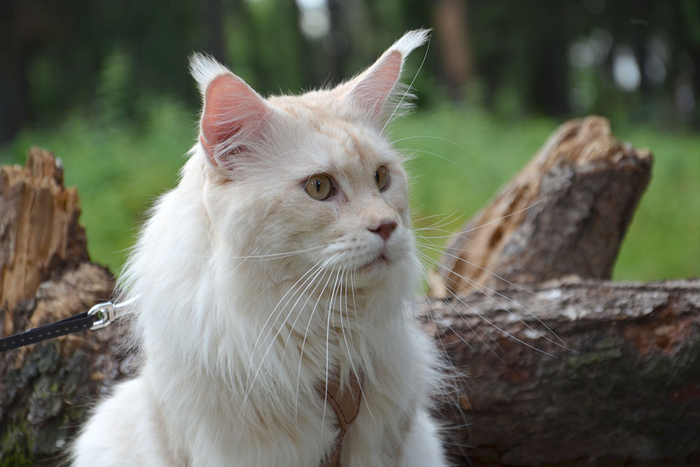 Питомник кошек мейн кун Bericoon & Soir de LuNa, Кот мейн кун Национальный  Чемпион NW(RU)11 SC FIFe GICh WCF & QGCH TICA BeRiCooN Zig SOIR DVM