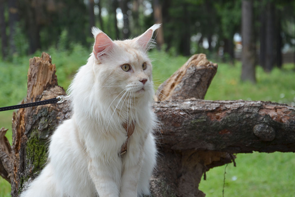 Питомник кошек мейн кун Bericoon & Soir de LuNa, Кот мейн кун Национальный  Чемпион NW(RU)11 SC FIFe GICh WCF & QGCH TICA BeRiCooN Zig SOIR DVM