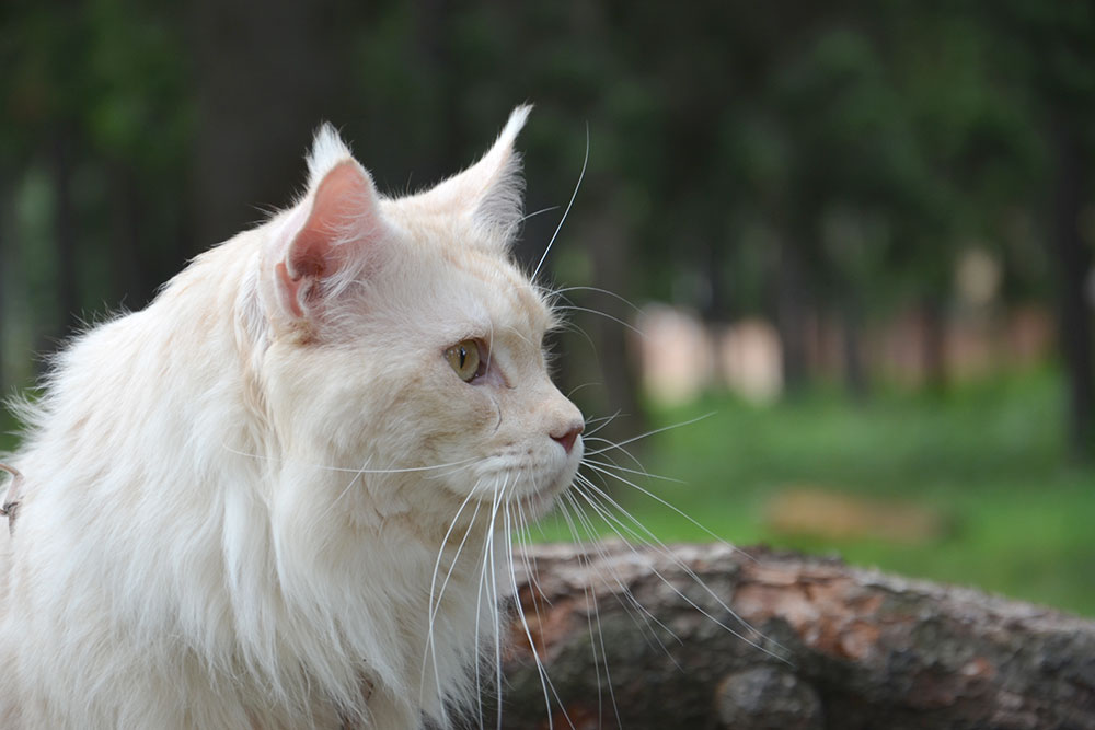 Питомник кошек мейн кун Bericoon & Soir de LuNa, Кот мейн кун Национальный  Чемпион NW(RU)11 SC FIFe GICh WCF & QGCH TICA BeRiCooN Zig SOIR DVM