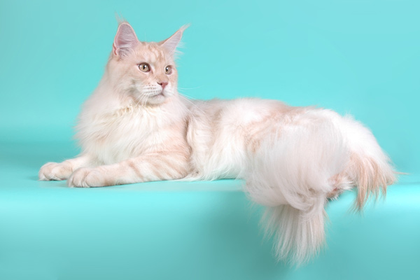 Питомник кошек мейн кун Bericoon & Soir de LuNa, МЕЖДУНАРОДНЫЙ ЧЕМПИОН NW(RU)11 SC FIFe GICh WCF & QGCH TICA BeRiCooN Zig SOIR DVM