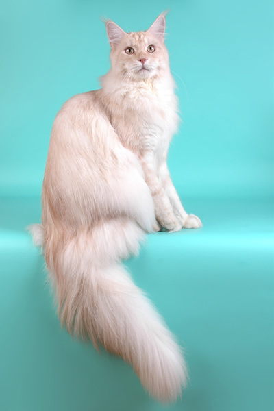 Питомник кошек мейн кун Bericoon & Soir de LuNa, Кот мейн кун Национальный  Чемпион NW(RU)11 SC FIFe GICh WCF & QGCH TICA BeRiCooN Zig SOIR DVM