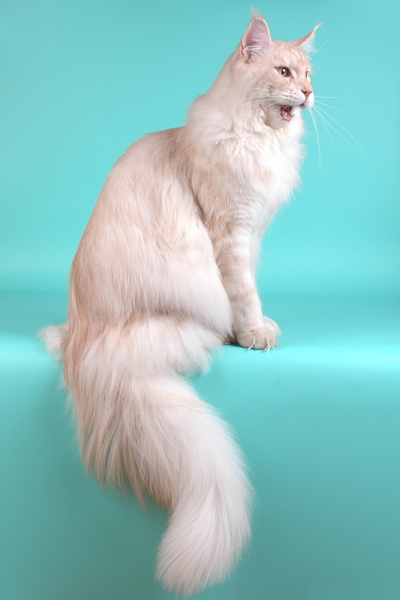 Питомник кошек мейн кун Bericoon & Soir de LuNa, Кот мейн кун Национальный  Чемпион NW(RU)11 SC FIFe GICh WCF & QGCH TICA BeRiCooN Zig SOIR DVM