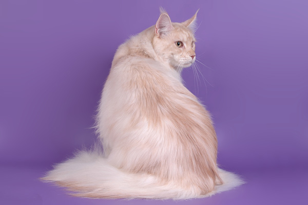 Питомник кошек мейн кун Bericoon & Soir de LuNa, Кот мейн кун Национальный  Чемпион NW(RU)11 SC FIFe GICh WCF & QGCH TICA BeRiCooN Zig SOIR DVM