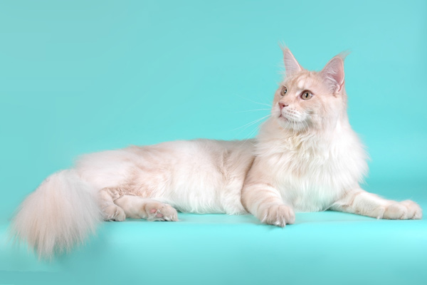 Питомник кошек мейн кун Bericoon & Soir de LuNa, Кот мейн кун Национальный  Чемпион NW(RU)11 SC FIFe GICh WCF & QGCH TICA BeRiCooN Zig SOIR DVM