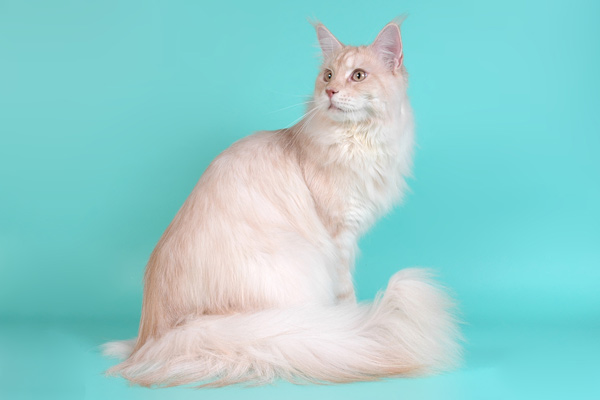 Питомник кошек мейн кун Bericoon & Soir de LuNa, Кот мейн кун Национальный  Чемпион NW(RU)11 SC FIFe GICh WCF & QGCH TICA BeRiCooN Zig SOIR DVM