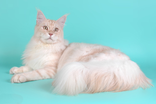 Питомник кошек мейн кун Bericoon & Soir de LuNa, МЕЖДУНАРОДНЫЙ ЧЕМПИОН NW(RU)11 SC FIFe GICh WCF & QGCH TICA BeRiCooN Zig SOIR DVM