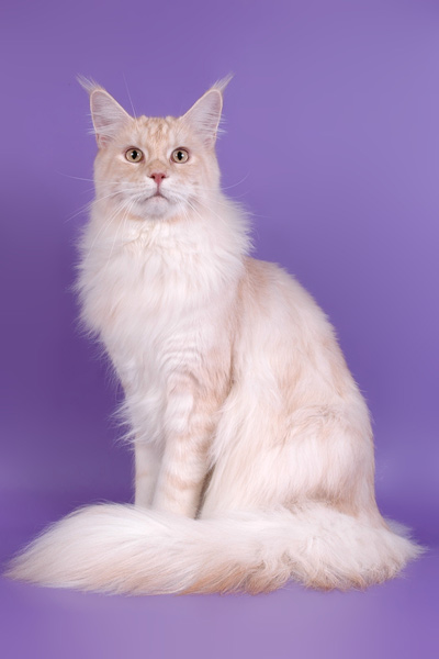 Питомник кошек мейн кун Bericoon & Soir de LuNa, Кот мейн кун Национальный  Чемпион NW(RU)11 SC FIFe GICh WCF & QGCH TICA BeRiCooN Zig SOIR DVM