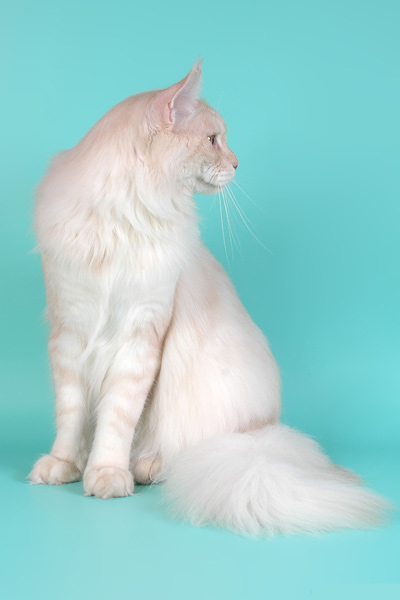 Питомник кошек мейн кун Bericoon & Soir de LuNa, Кот мейн кун Национальный  Чемпион NW(RU)11 SC FIFe GICh WCF & QGCH TICA BeRiCooN Zig SOIR DVM