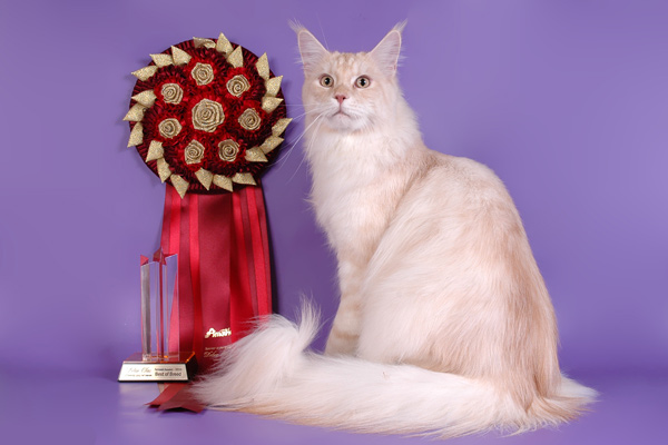 Питомник кошек мейн кун Bericoon & Soir de LuNa, Кот мейн кун Национальный  Чемпион NW(RU)11 SC FIFe GICh WCF & QGCH TICA