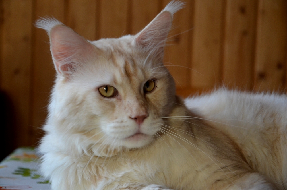 Питомник кошек мейн кун Bericoon & Soir de LuNa, Кот мейн кун Национальный  Чемпион NW(RU)11 SC FIFe GICh WCF & QGCH TICA BeRiCooN Zig SOIR DVM