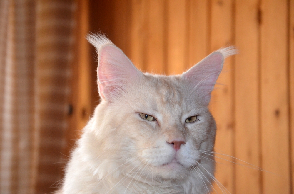 Питомник кошек мейн кун Bericoon & Soir de LuNa, Кот мейн кун Национальный  Чемпион NW(RU)11 SC FIFe GICh WCF & QGCH TICA BeRiCooN Zig SOIR DVM