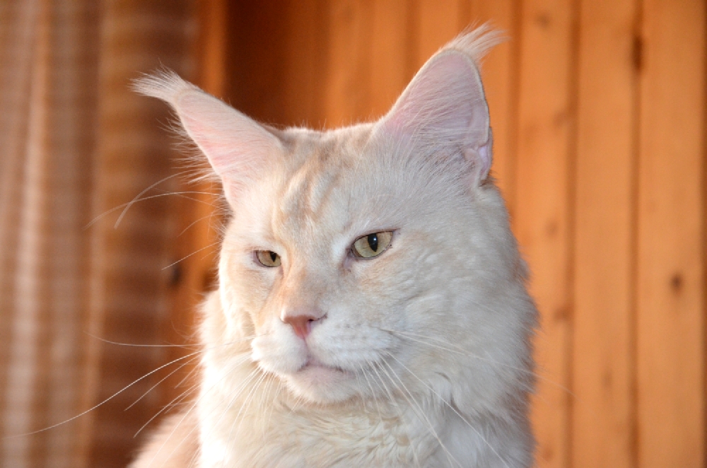 Питомник кошек мейн кун Bericoon & Soir de LuNa, Кот мейн кун Национальный  Чемпион NW(RU)11 SC FIFe GICh WCF & QGCH TICA BeRiCooN Zig SOIR DVM