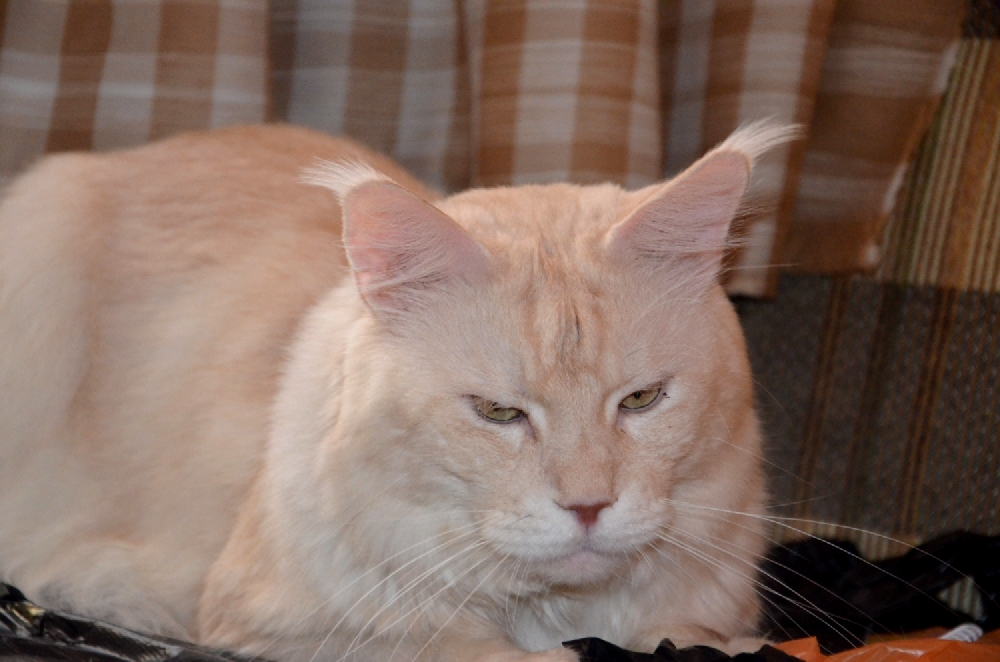 Питомник кошек мейн кун Bericoon & Soir de LuNa, Кот мейн кун Национальный  Чемпион NW(RU)11 SC FIFe GICh WCF & QGCH TICA BeRiCooN Zig SOIR DVM