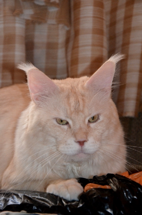 Питомник кошек мейн кун Bericoon & Soir de LuNa, Кот мейн кун Национальный  Чемпион NW(RU)11 SC FIFe GICh WCF & QGCH TICA BeRiCooN Zig SOIR DVM