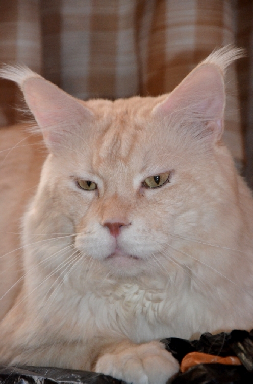 Питомник кошек мейн кун Bericoon & Soir de LuNa, Кот мейн кун Национальный  Чемпион NW(RU)11 SC FIFe GICh WCF & QGCH TICA BeRiCooN Zig SOIR DVM